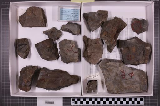 mixed taxa, stratigraphic collection