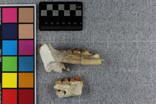 Dinictis bombifrons