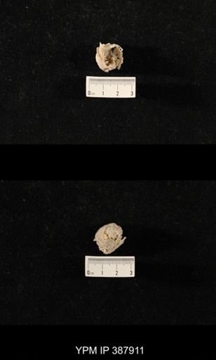 Hercosia sp.