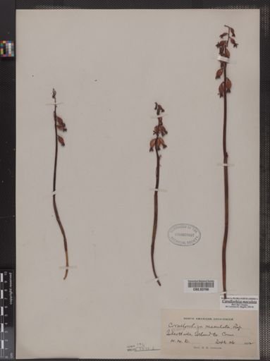 Corallorrhiza