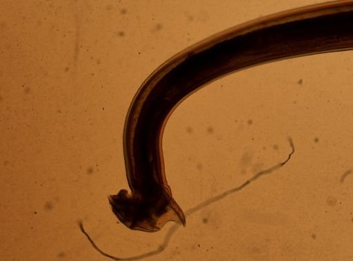 Ancylostoma caninum
