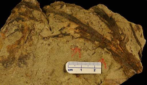 Calamophyton primaevum