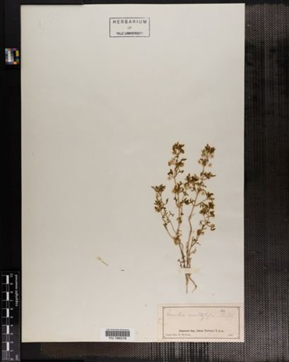 Plantae