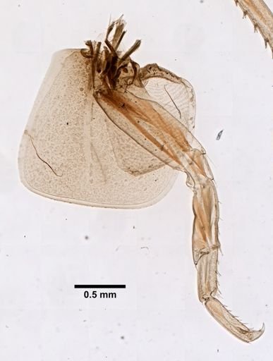 Parhyalella kunkeli