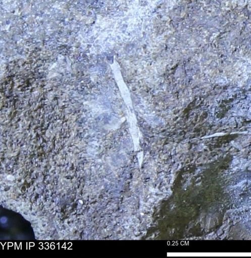 undet. Bivalvia