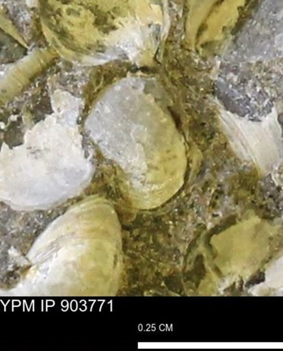 Corbulamella?