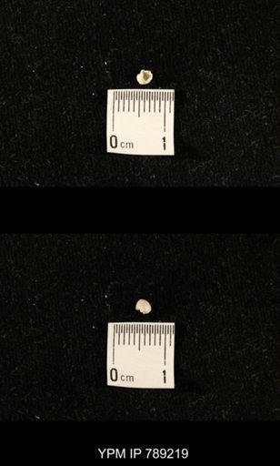 undet. Brachiopoda