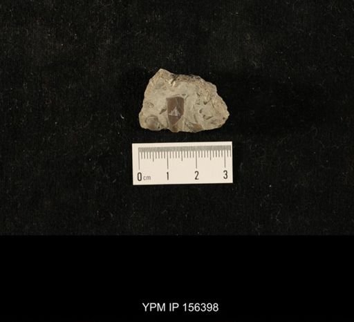 Ceraurus pleurexanthemus