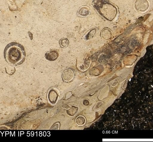 Serpulidae