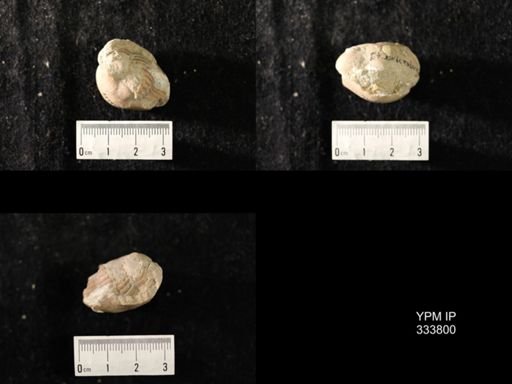 Illaenus crassicauda