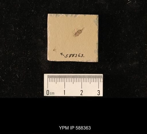 Diptera?