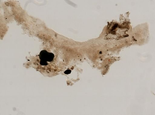 Aplysilla sp.