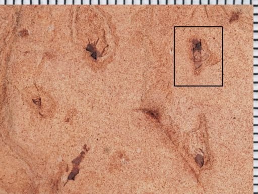 undet. Staphylinidae