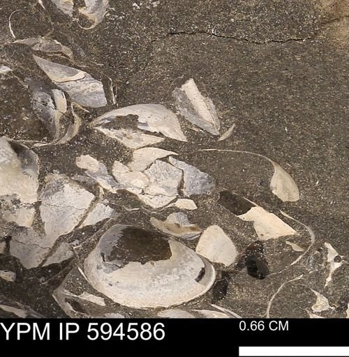 Protocardia sp.