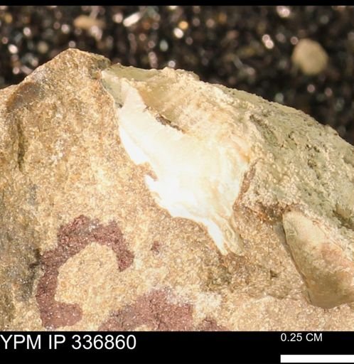 undet. Mollusca