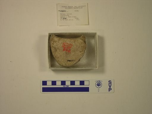 Mylodon harlani
