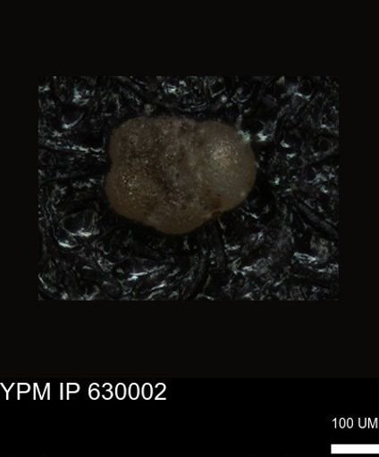undet. Foraminiferida