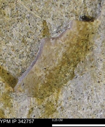 undet. Mollusca