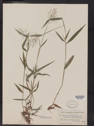 Panicum lanuginosum