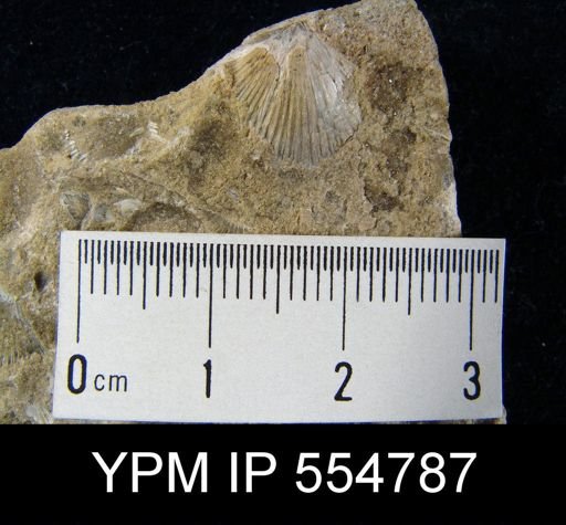Rhipidomella uberis