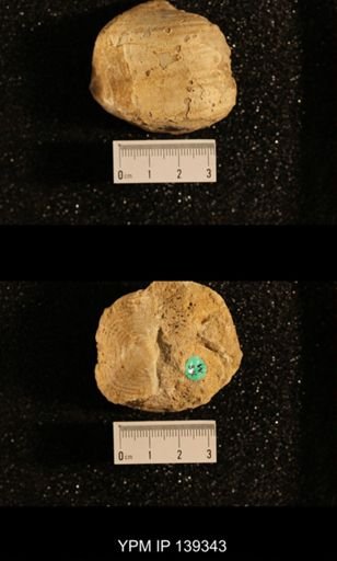 Productus (Dictyoclostus) indicus