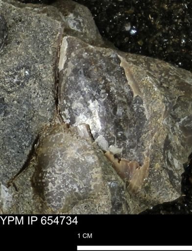 undet. Bivalvia