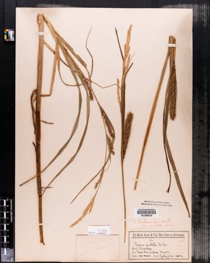 Carex atherodes