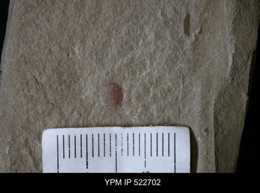undet. Arthropoda
