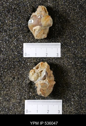Tulotoma thompsoni