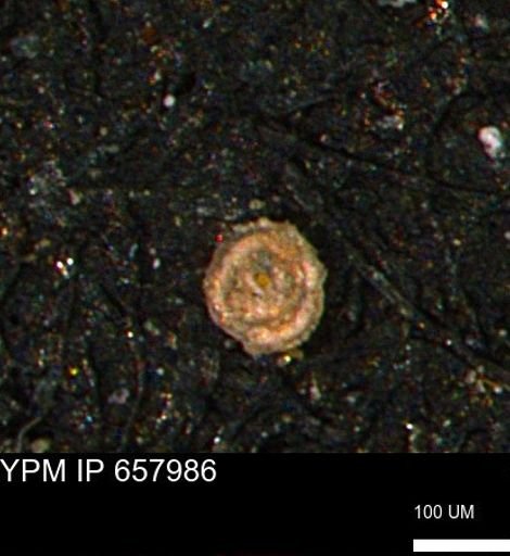 Spirolocammina subcircularis