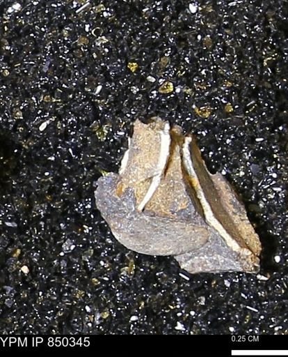Limopsis striatopunctatus