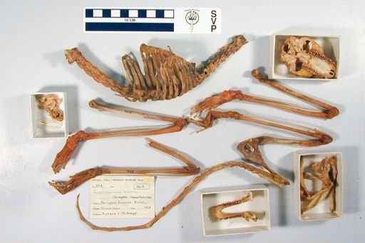 Cynocephalus volans