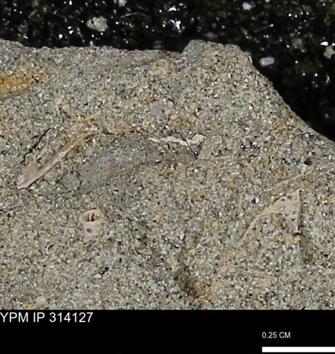 undet. Mollusca