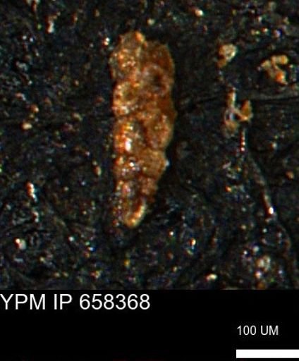 Verneuilinoides kansasensis