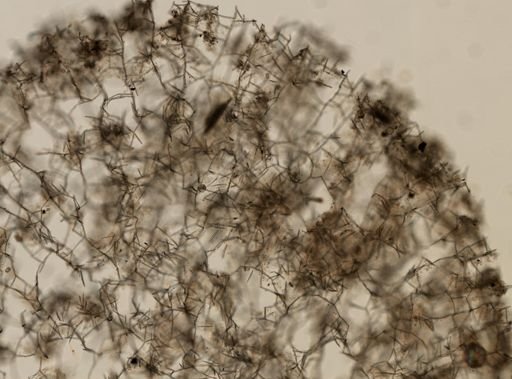 Haliclona oculata