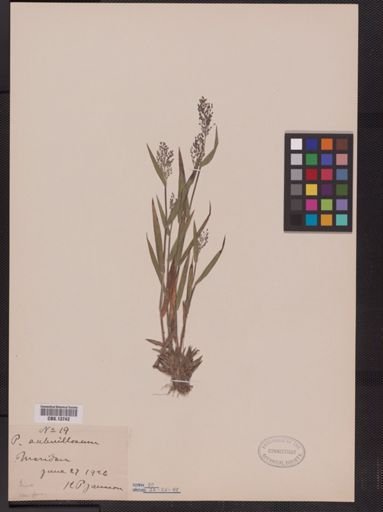 Panicum subvillosum