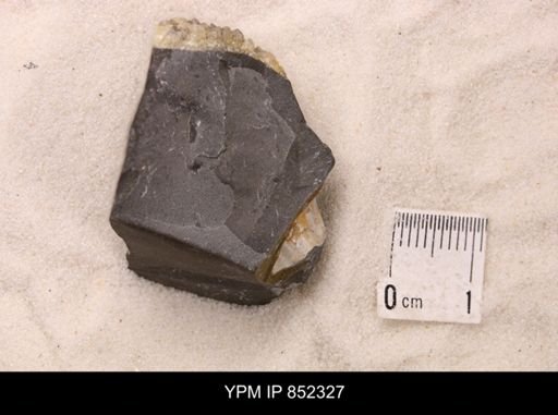 Baculites sp.