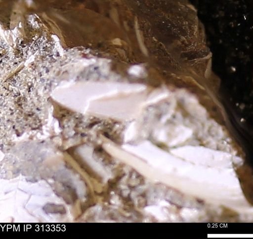 Corbicula sp.