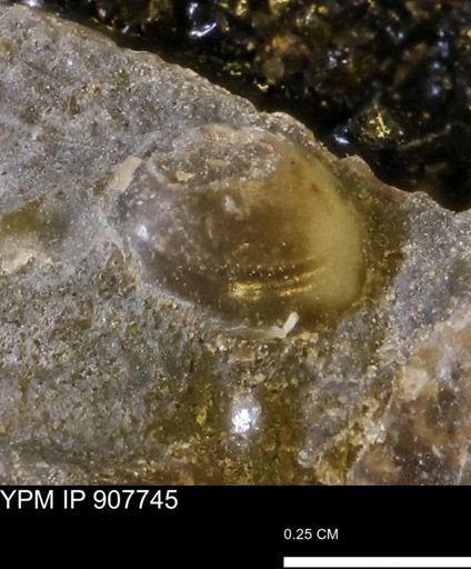 undet. Bivalvia
