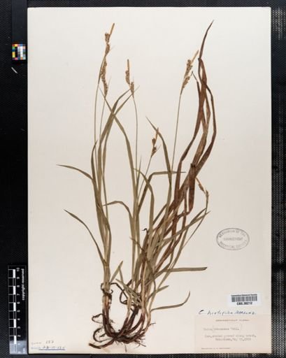 Carex hirtifolia