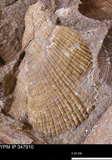 undet. Bivalvia