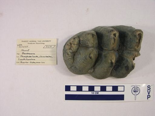 Mammut americanum