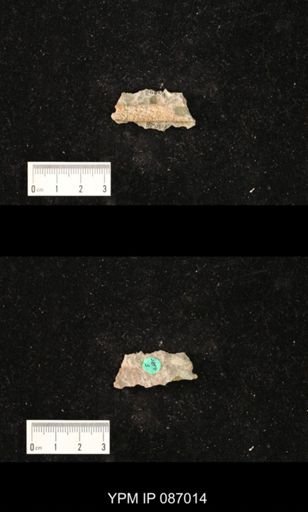 undet. Nautiloidea