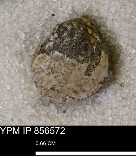 Limopsis striatopunctatus