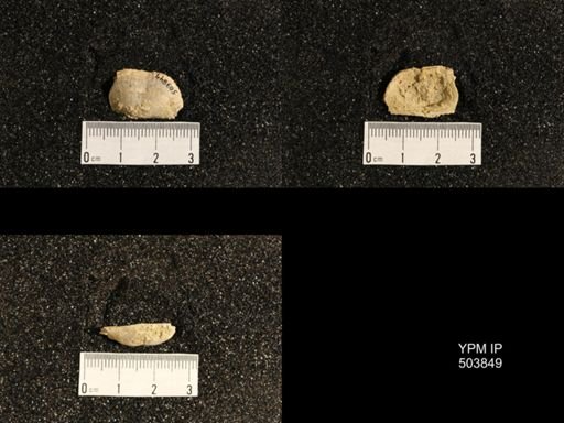 Lissochonetes sp.
