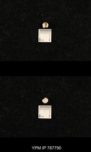 undet. Brachiopoda