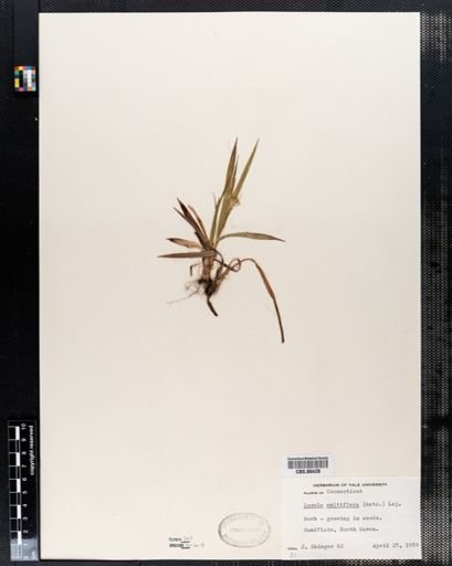 Luzula multiflora