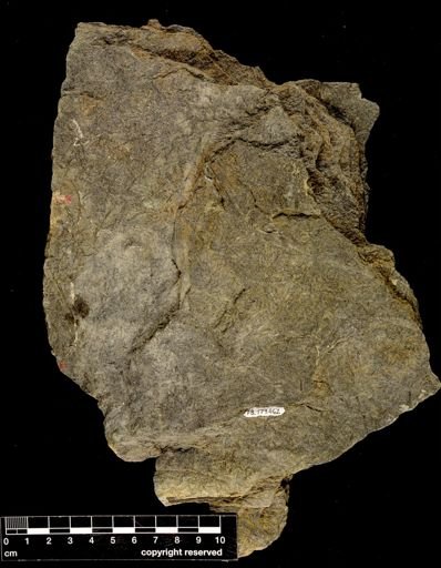 Archaeopteris
