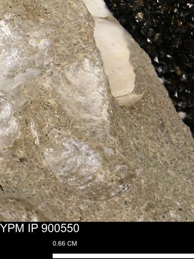 Anomia gryphorhyncha
