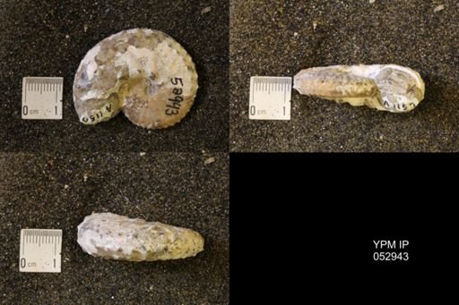 Discoscaphites gulosus